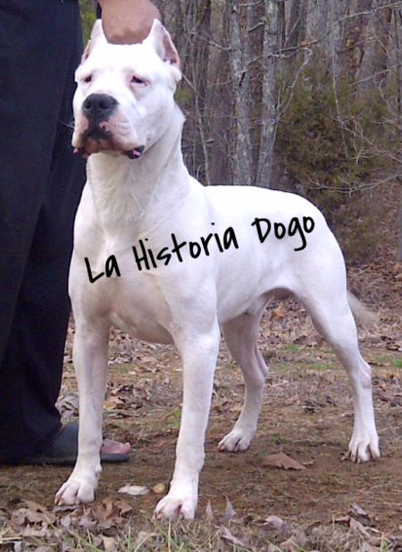 Dogo argentino hot sale champion