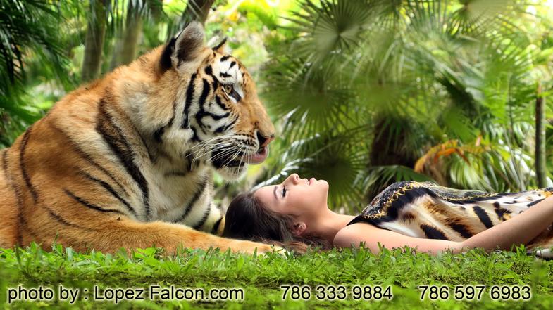 Tiger for Arabian Nights Quinceanera with Tigers Moroccan Theme Quinces miami Photography Quinces Video Arabian Quinceanera Dresses Miami