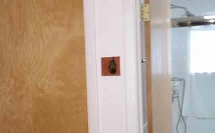 Little brown bat in house
