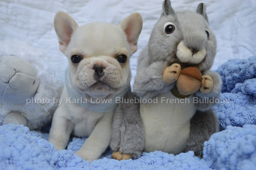 Blueblood frenchies best sale