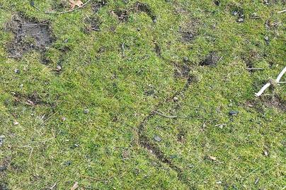 Meadow vole damage to lawn