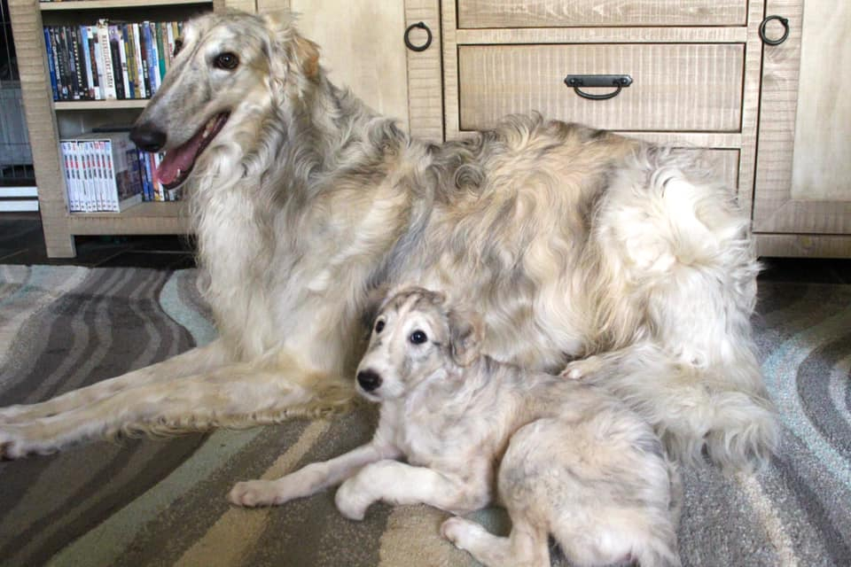 Borzoi breeders sale near me