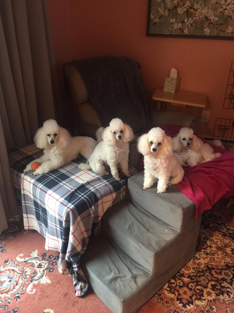 About Abba Family Poodles