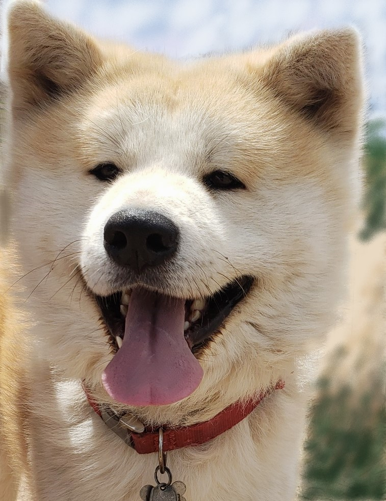 Akita inu hot sale pedigree