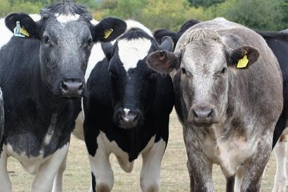 Three cows looking at camera