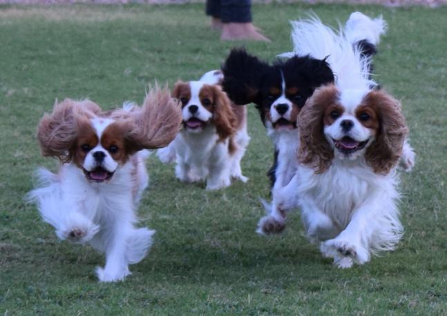 Kennel club hotsell cavalier puppies