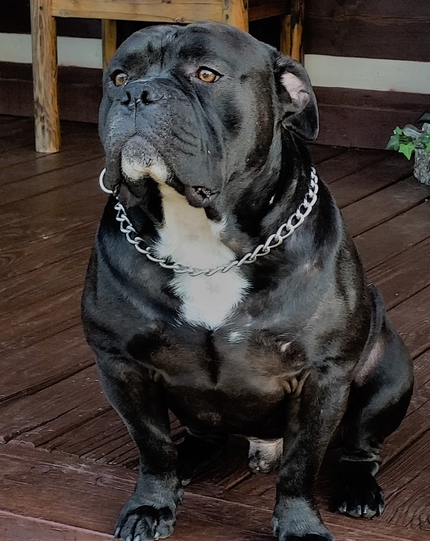 BREEDINGS/PUPPIES, image size:859x1080