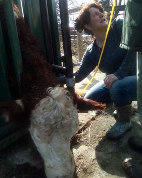 Dr. Ginger Langan with bovine patient