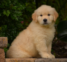 Four golden retriever puppies laying on grass