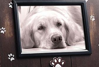 Black and white photo of golden retriever dog lying on floor with face looking into the camera. Brown wooden frame with silver paw prints all around.