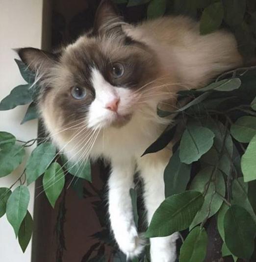 Sturdy Cat Tree