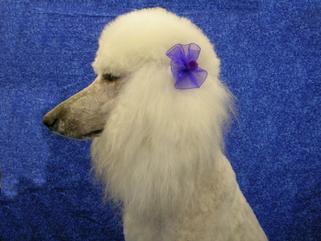 Poodle bows discount