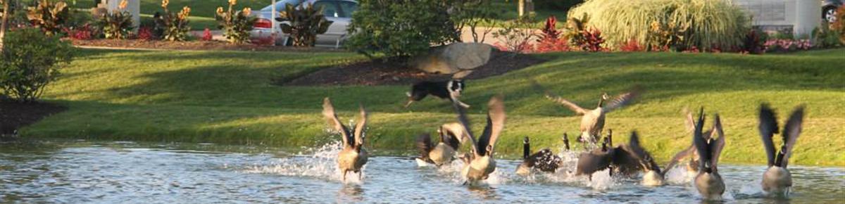 Geese Police of Western Pennsylvania PA Flock of Canada geese taking fligh boarder collie gives chase
