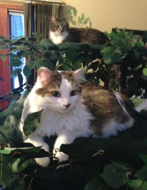 Custom Cat Trees