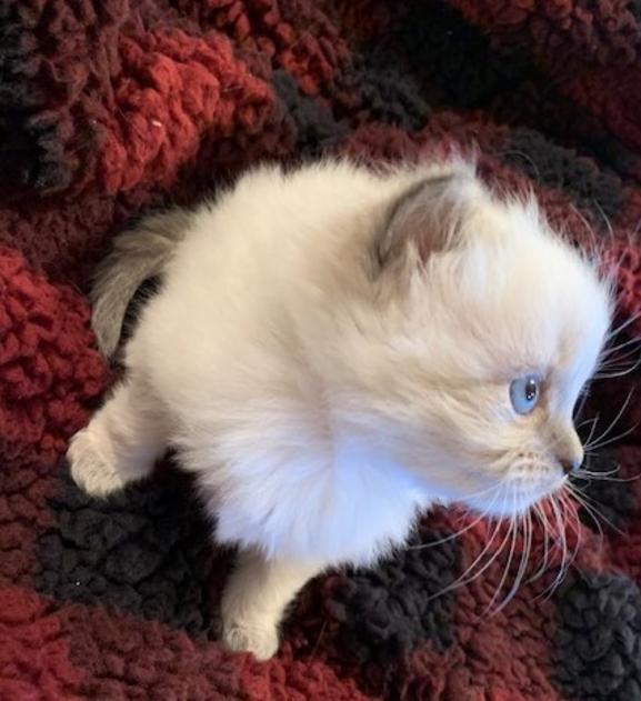 Ragdoll Kittens for sale
