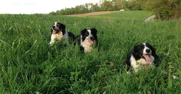 Geese Police of Western Pennsylvania PA Boarder collies resting in a feild of grass
