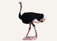 Hunting Ostrich Tanzania