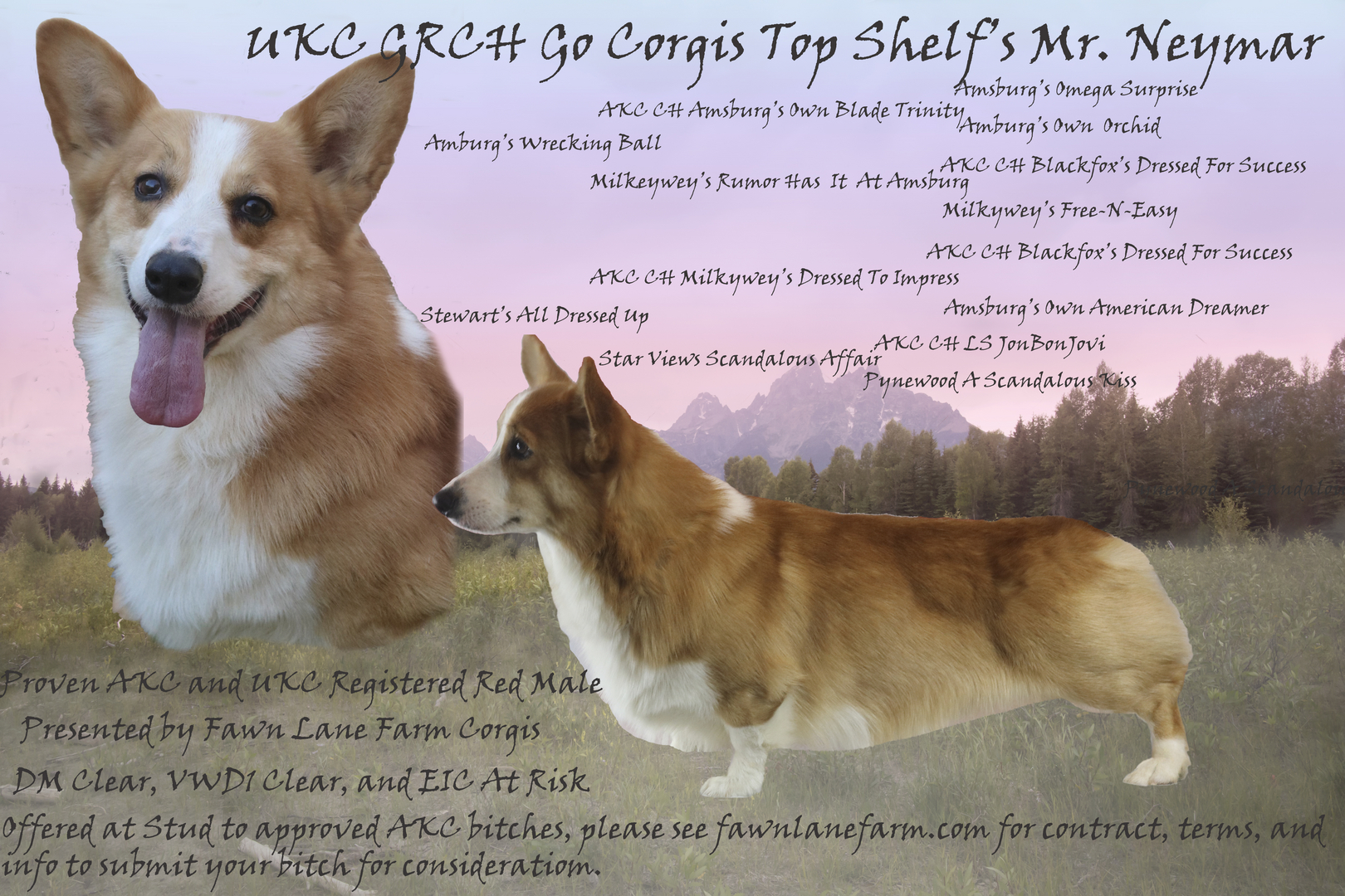 Akc corgis hotsell for sale