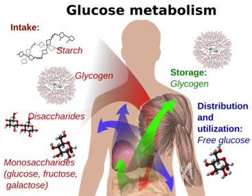 Glucose Metabolism; distribution and utilization.