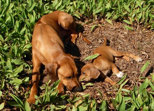 Rhodesian store ridgeback club