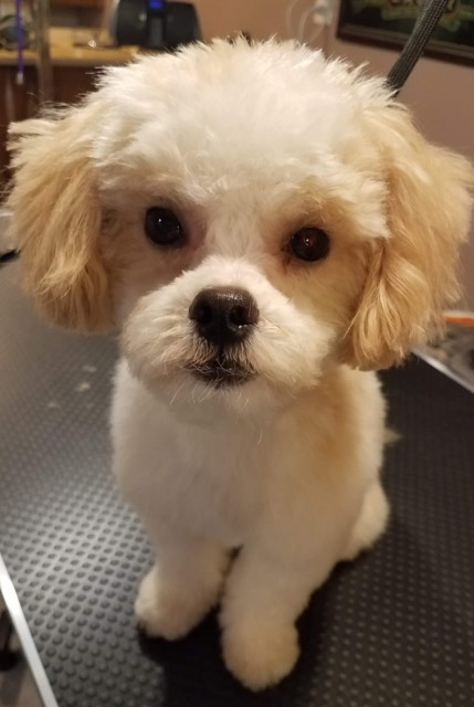 Small dogs available for adoption store near me