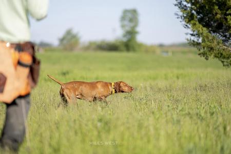 Wall canyon hot sale vizslas