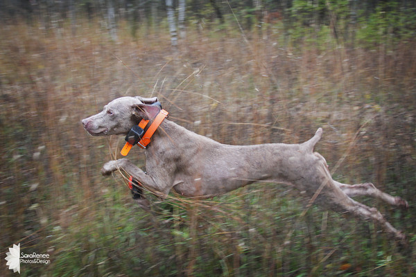 blue weimaraner hunting