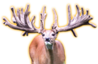 SUNSTROKE WHITETAIL BREEDER BUCK