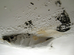 mold growing in my basement