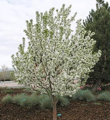 Spring Snow Crabapple