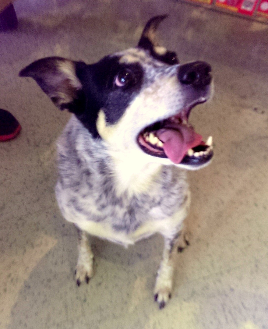 Holistic Animal Care Shoppes logo