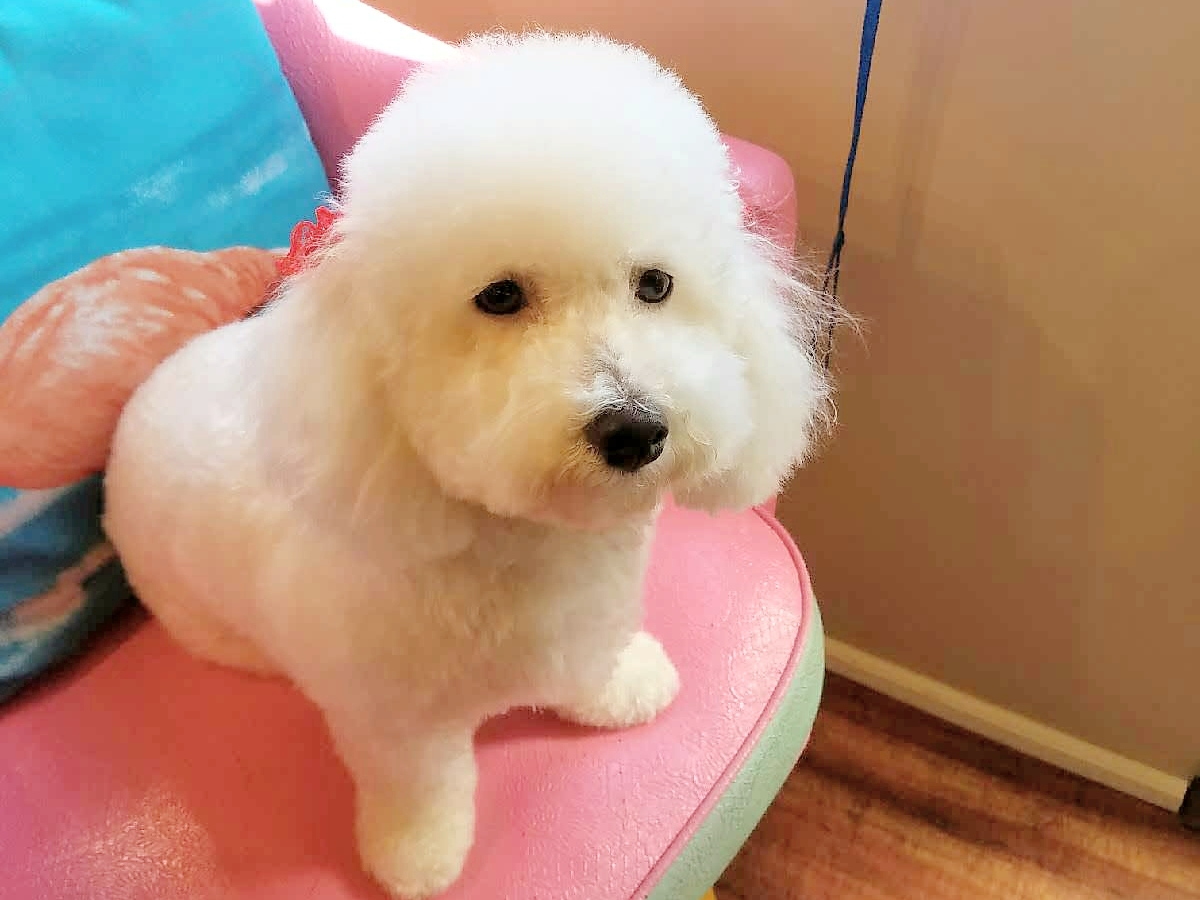 Bravado dog sale grooming