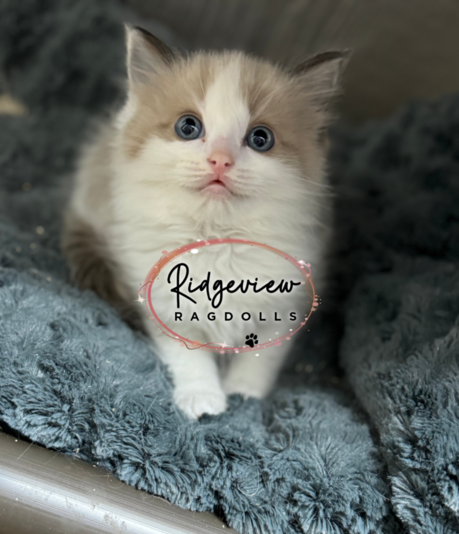 Seal mink ragdoll deals kittens for sale