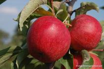 Rim's Edge Orchard Pick Your Own Gala Apple