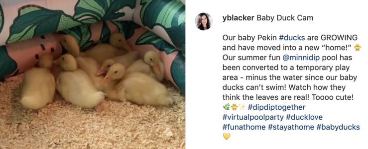 baby duck cam on Instagram