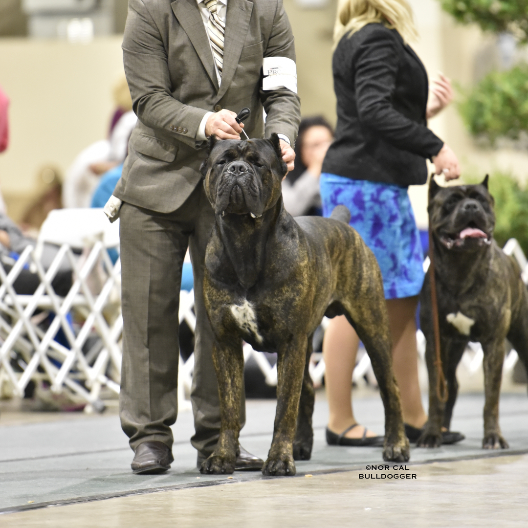 Grand cane sale corso