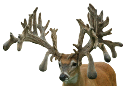ROLEX WHITETAIL FAWNS FOR SALE IN MICHIGAN
