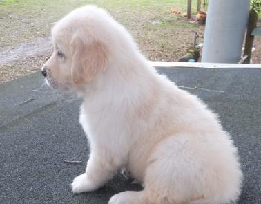 Golden Retriever Puppies South FLorida