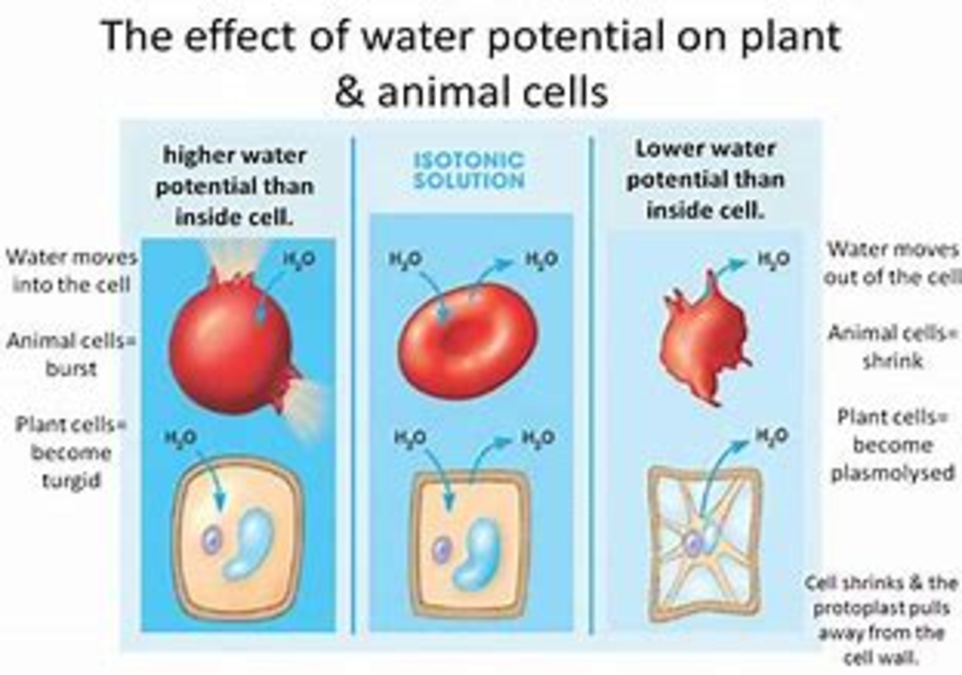 Osmosis Does Not Take Place In Two Isotonic Solution