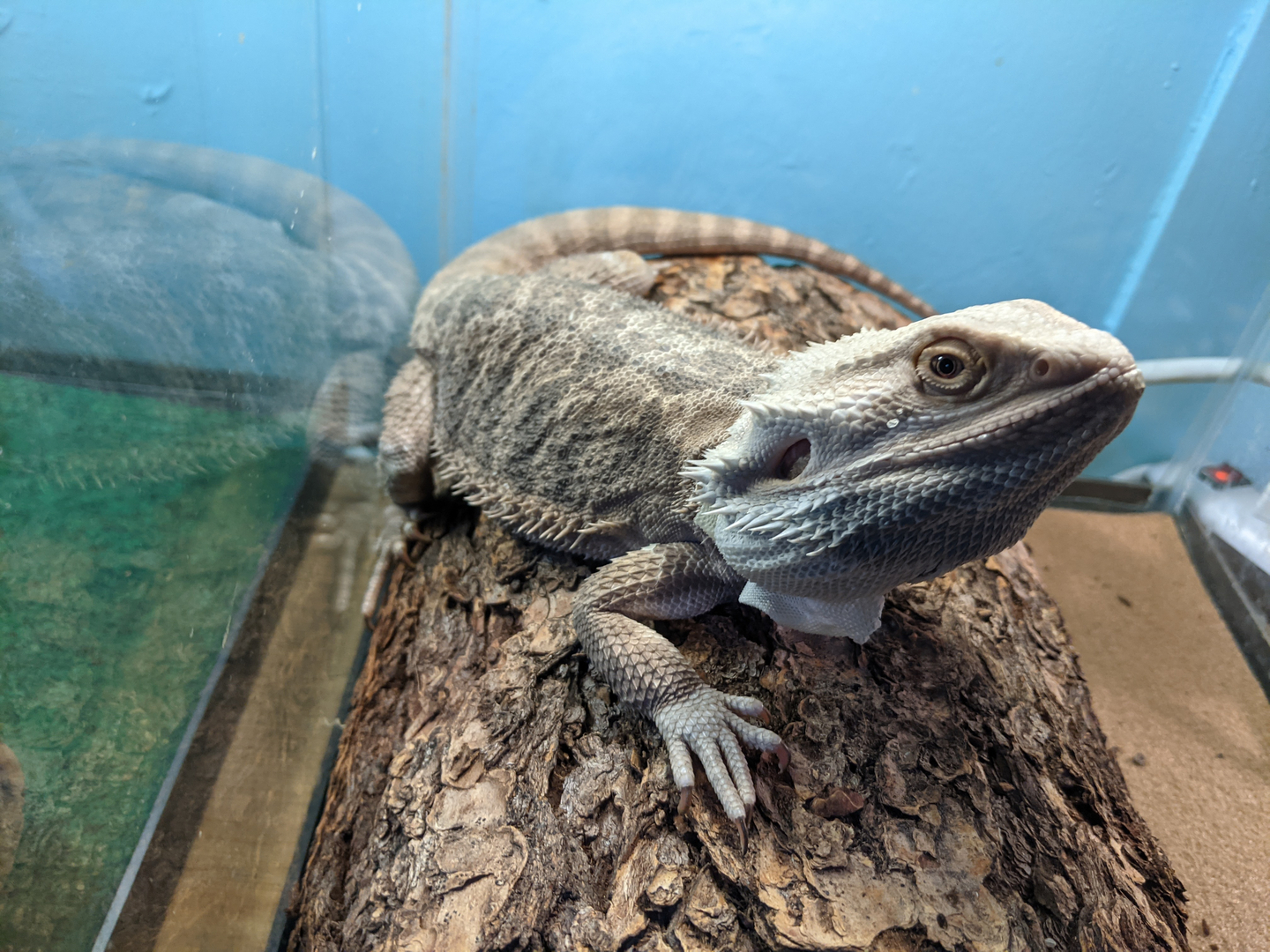 Meet the bearded dragons of a Pine Island rescue