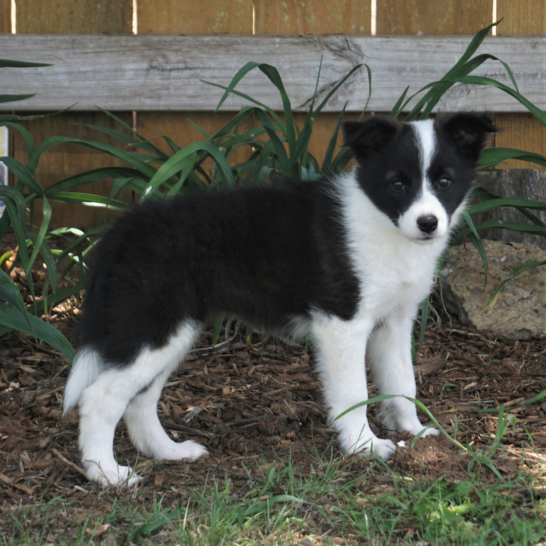 how much do border collies usually cost