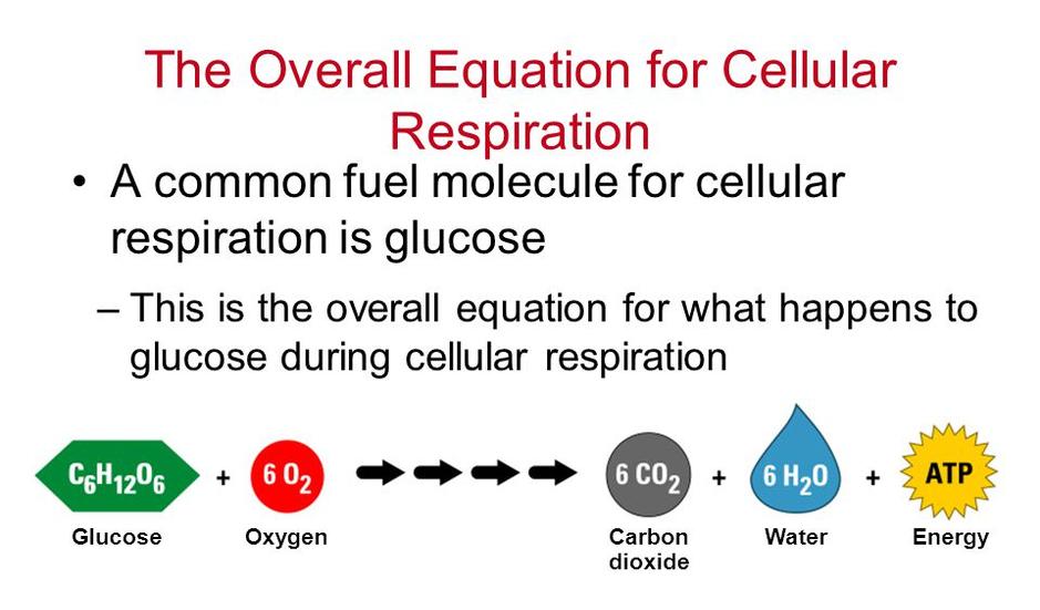 Synthesis Of Cellular Respiration