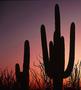 Host a Texas Wild West Murder Mystery Party