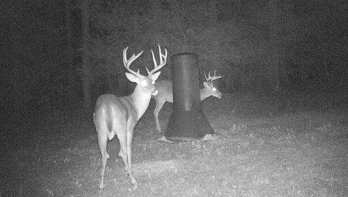 Trophy Whitetail Deer Hunting