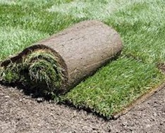 Kentucky Blue grass roll for Oakville Installations