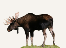 Hunting Moose Belarus