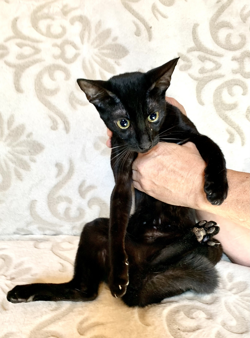 Black savannah best sale cat for sale