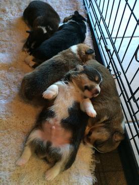 Corgi Puppies