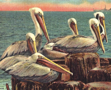 Our Real Estate Team - Picture of Pelicans sitting on a dock.