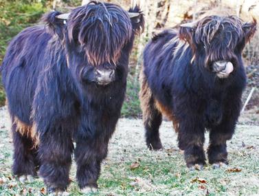 Highland cattle black,Scottish highland cattle,Black highland cattle,Highland cattle, Highland calves